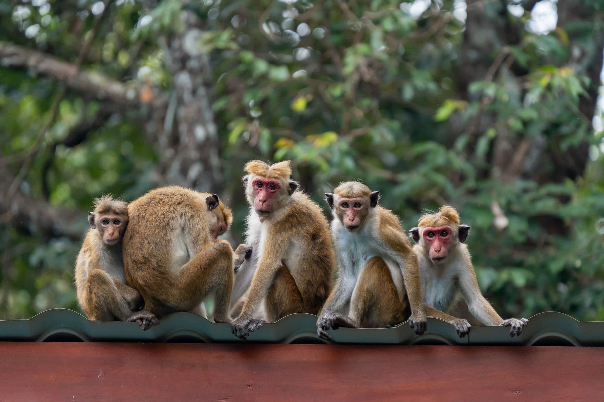 Safari group and wildlife photography