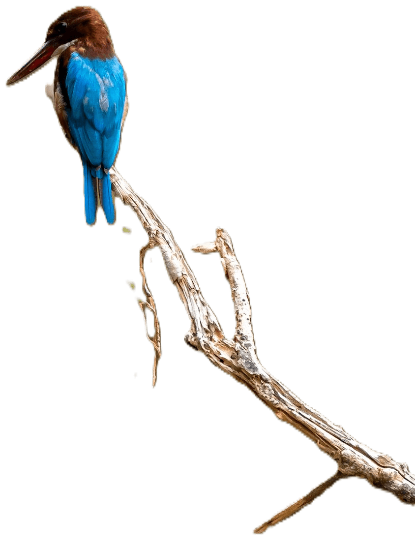 Kingfisher in Wilpattu National Park