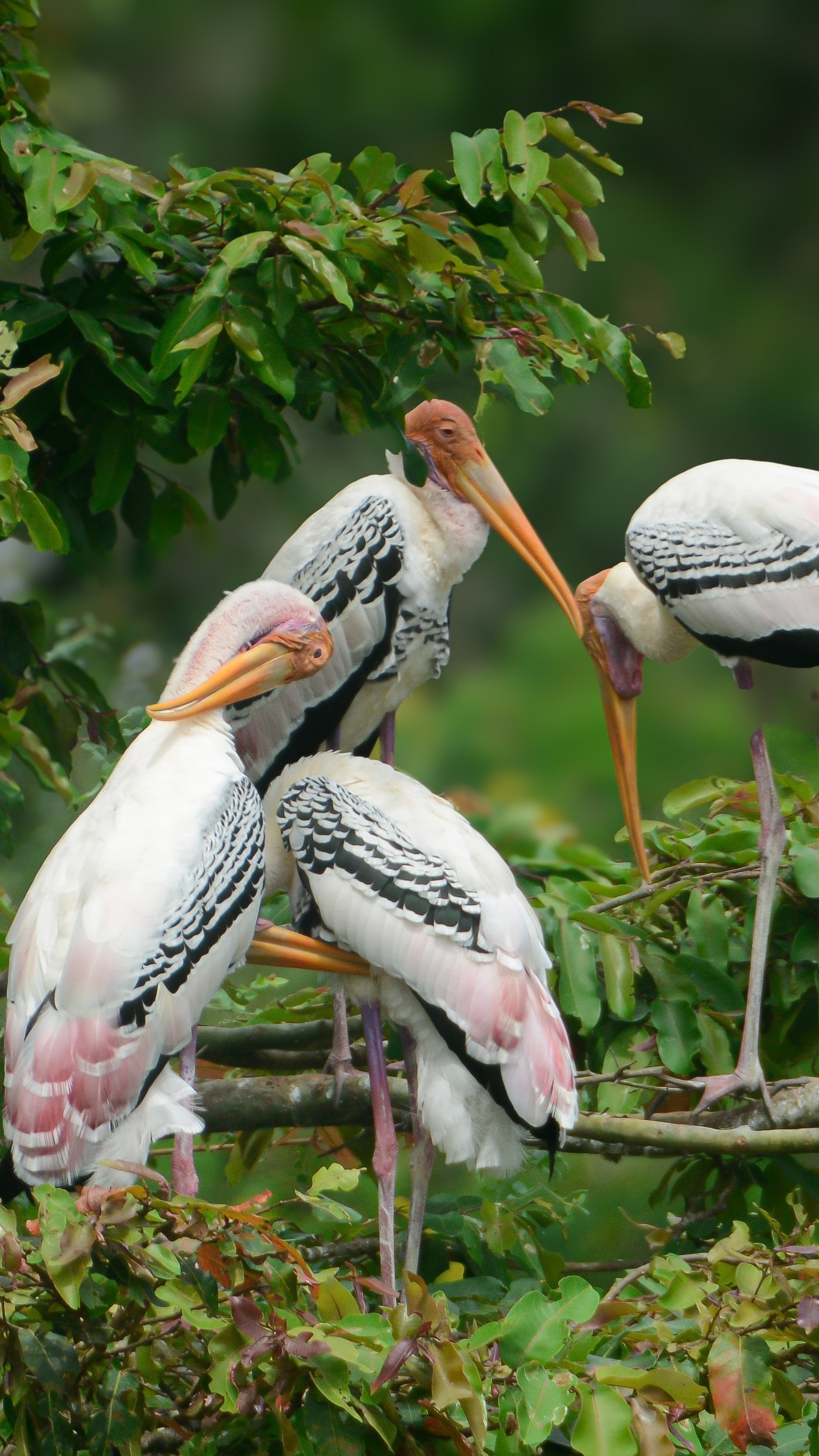 Group of Painted Storks (Mycteria leucocephala) perched in lush green tree at Wilpattu National Park, Sri Lanka - Wildlife bird photography showing multiple painted storks with white plumage, pink wing patches, and distinctive orange-yellow bills resting in natural forest habitat