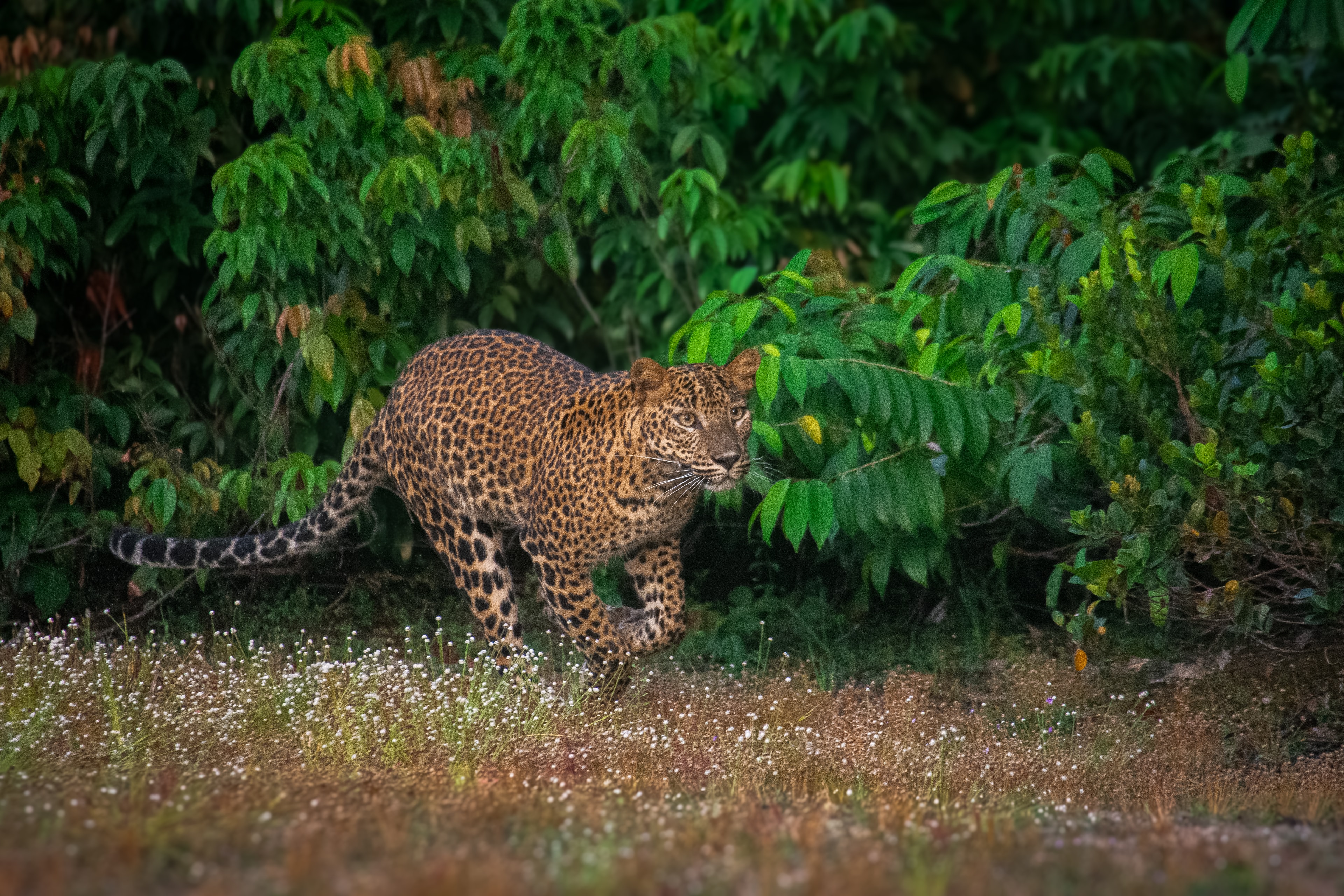 Sri Lankan Leopard in Wilpattu National Park, Sri Lanka - Majestic leopard with distinctive black rosettes