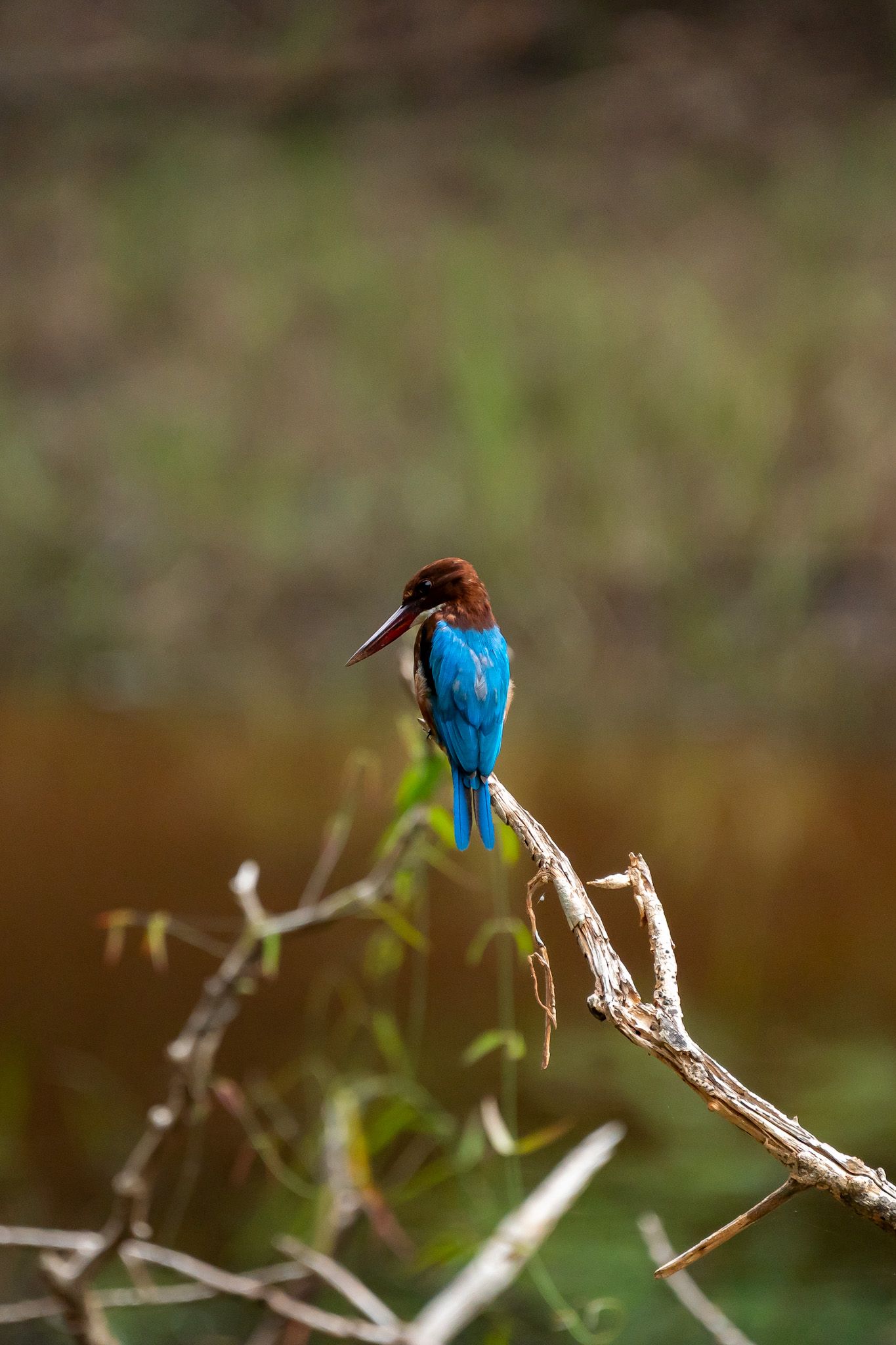 Wildlife in Wilpattu National Park, Sri Lanka - Safari Photography