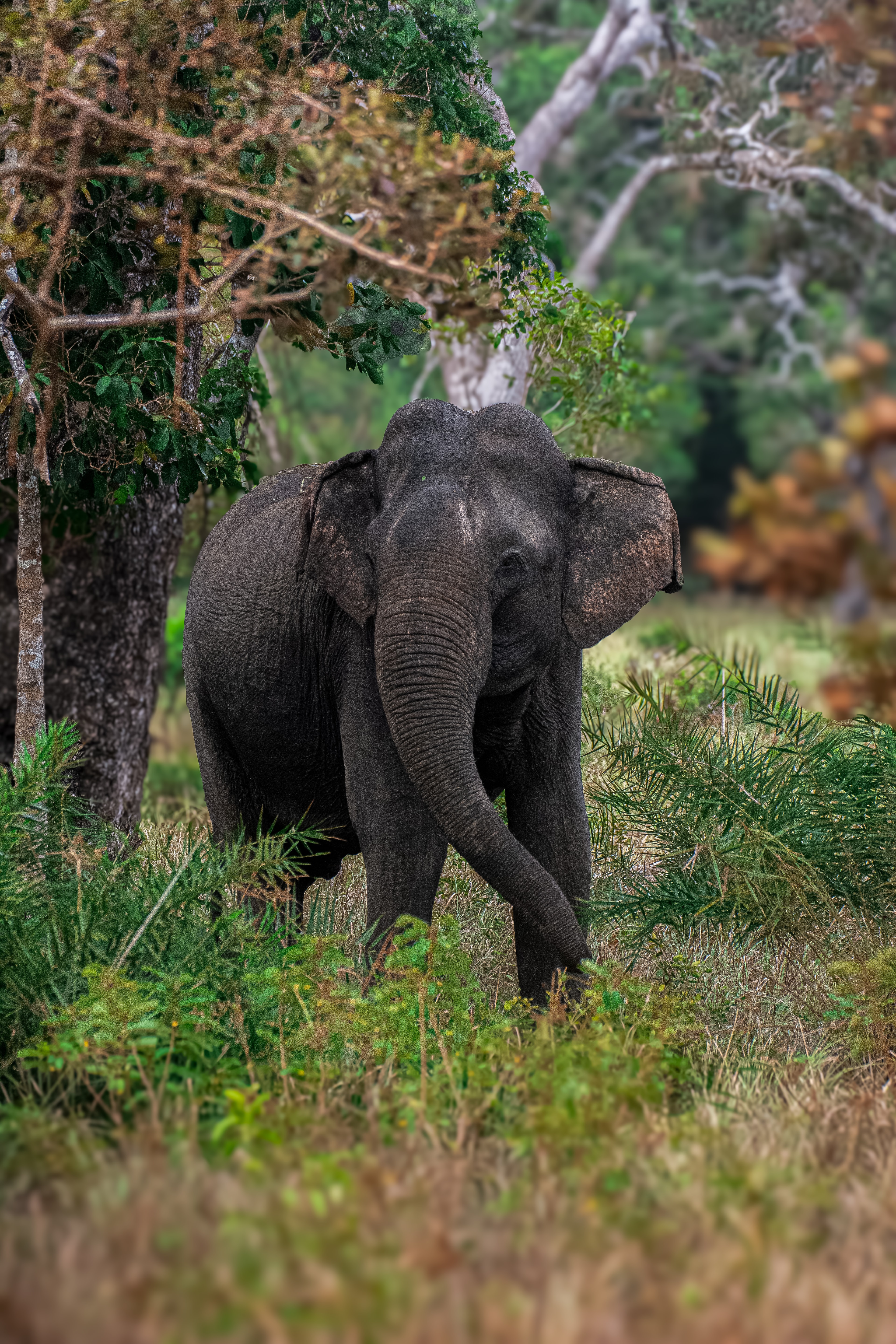 Nature and Wildlife in Wilpattu National Park, Sri Lanka