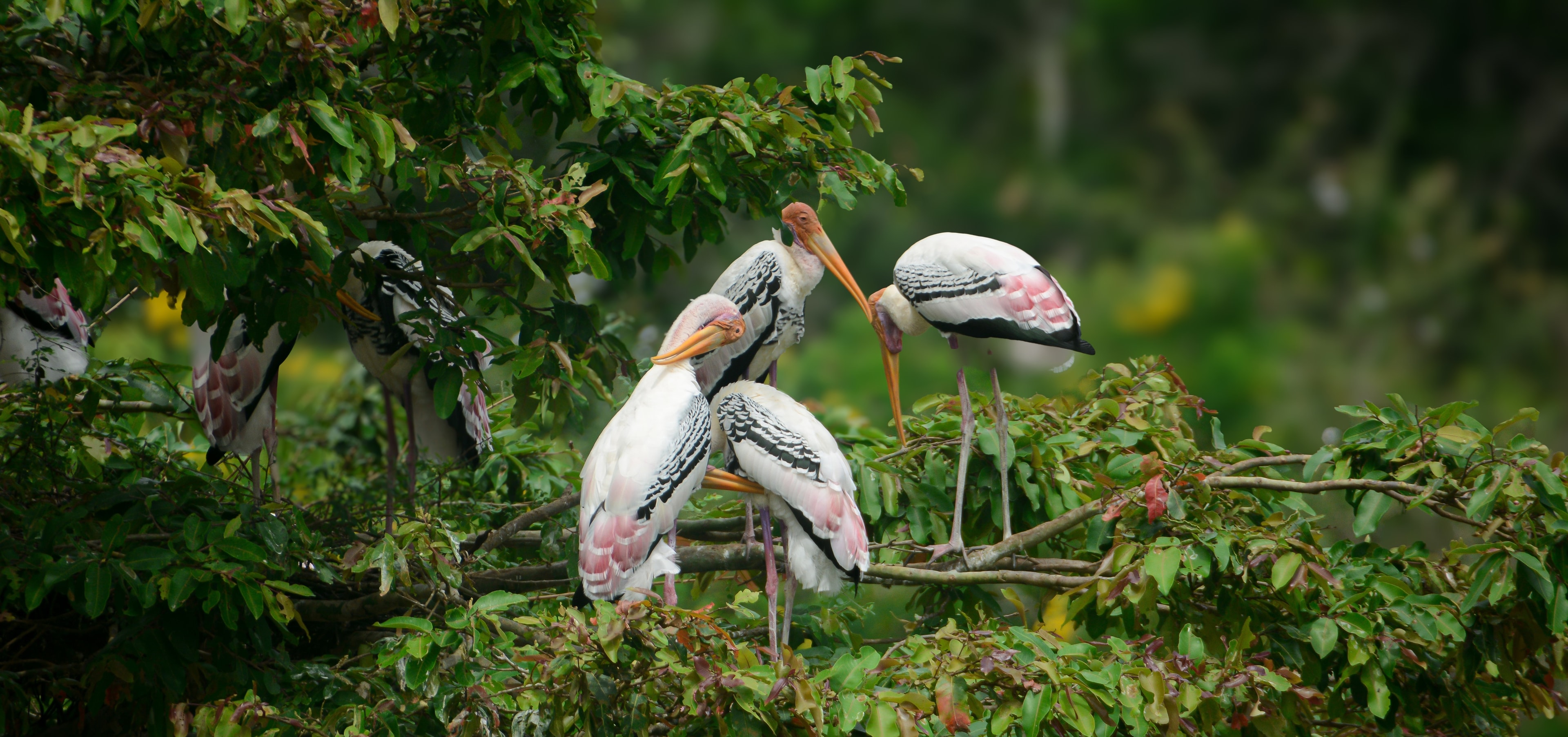 Painted Storks in Wilpattu National Park, Sri Lanka - Wildlife bird photography