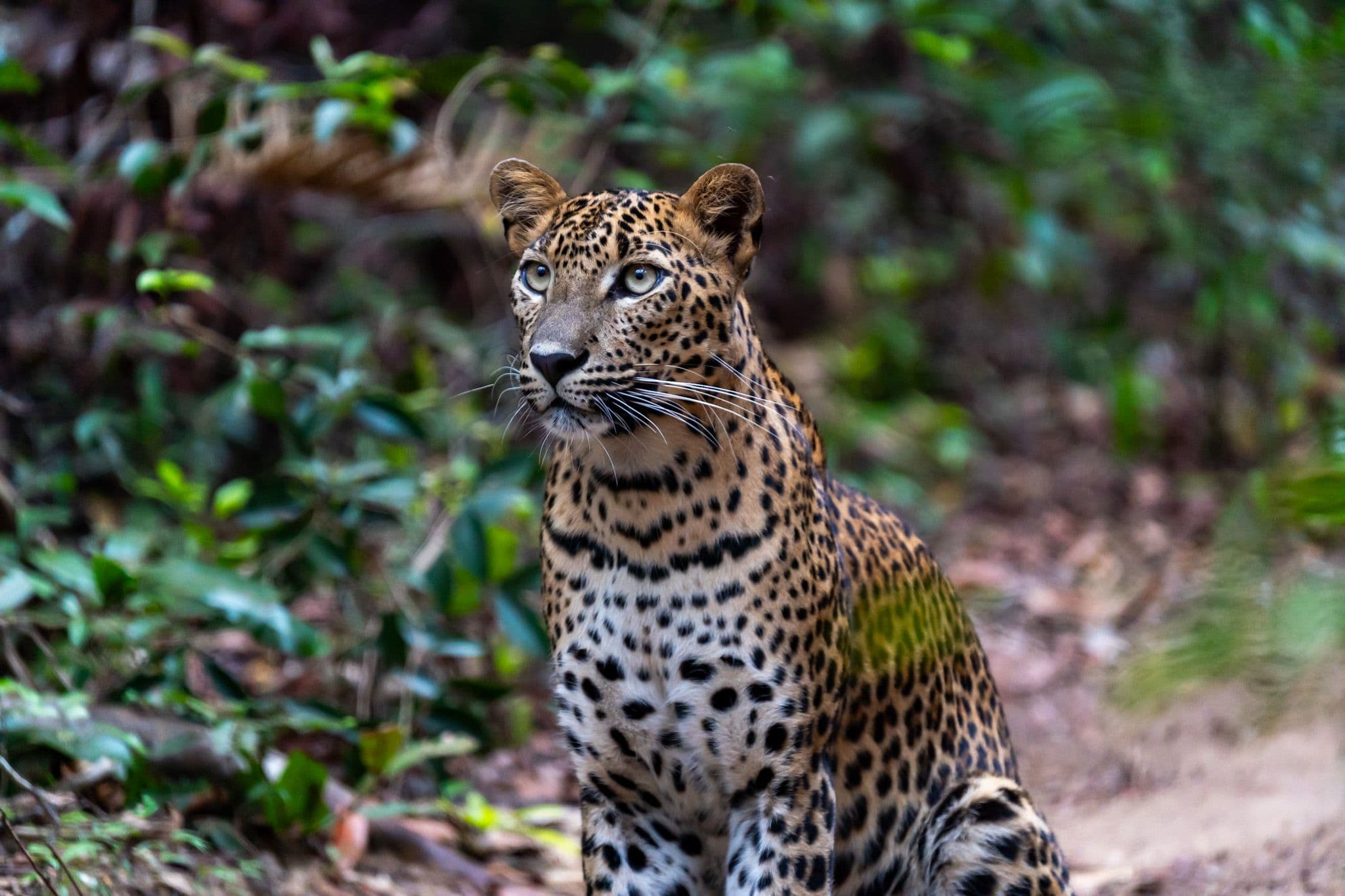 All-inclusive half day safari with Naturalist (4-5 hours)