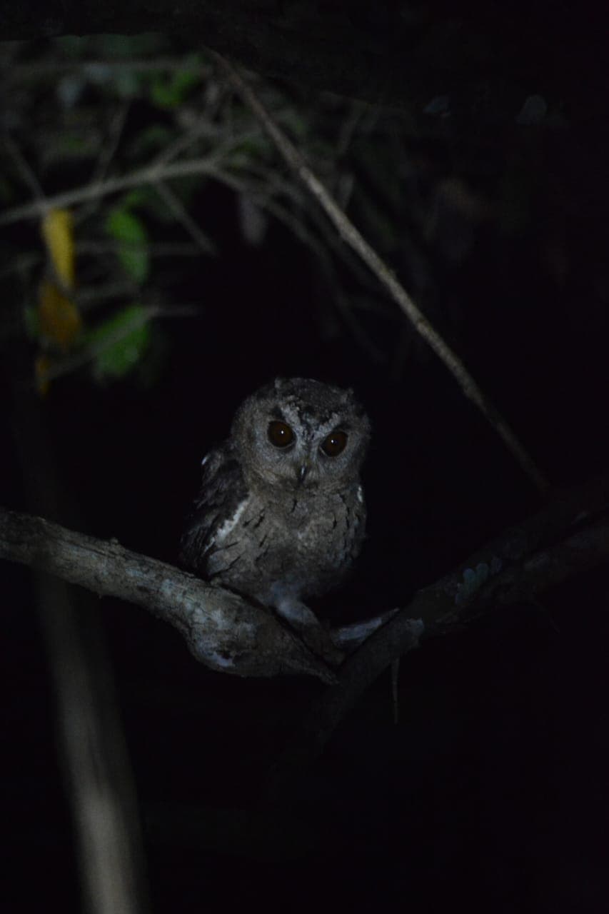 Night safari for small cats – outside the park. (4/5 hours)