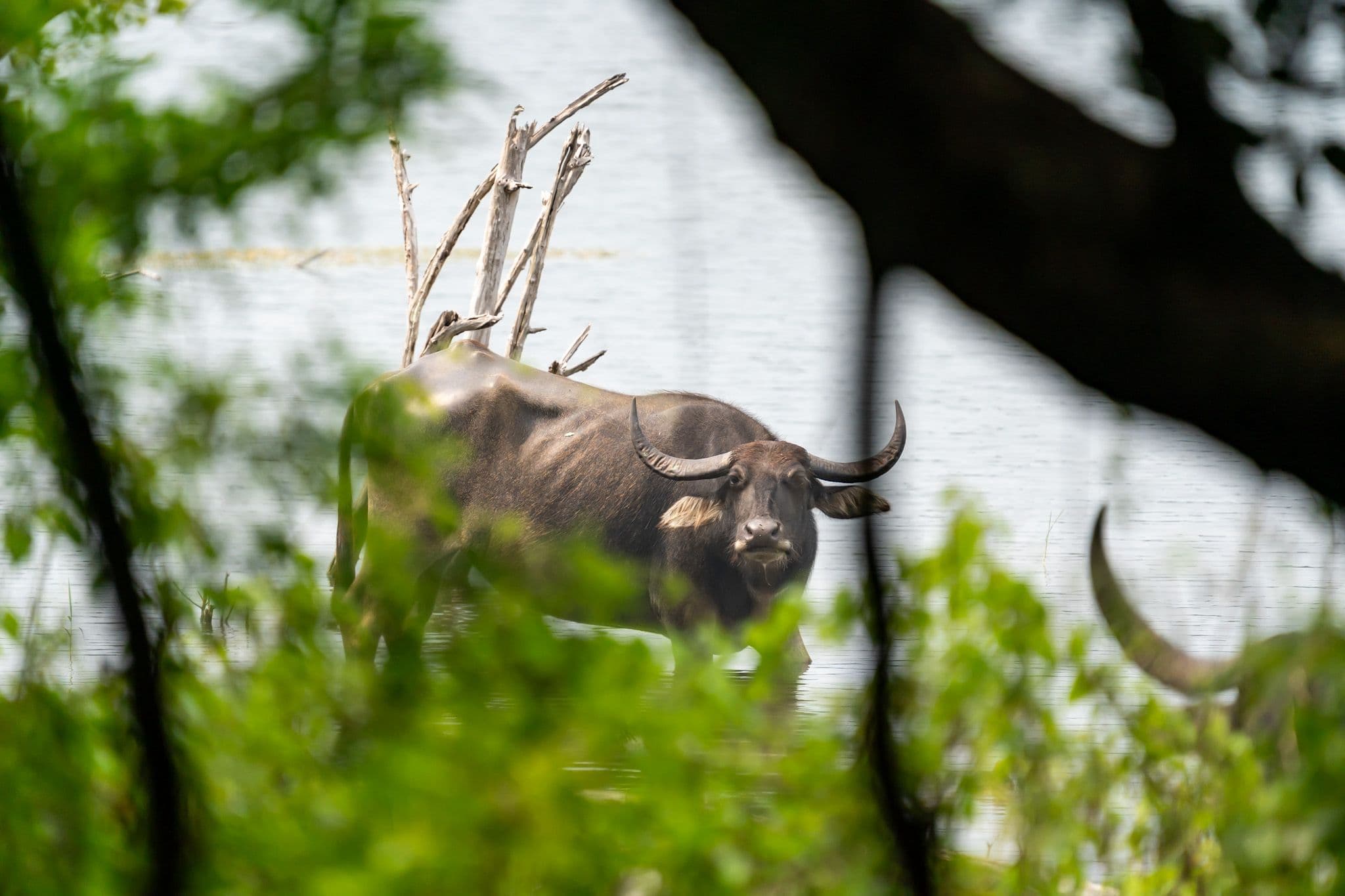 Jeep + Tickets Half Day safaris (4-5 hours)