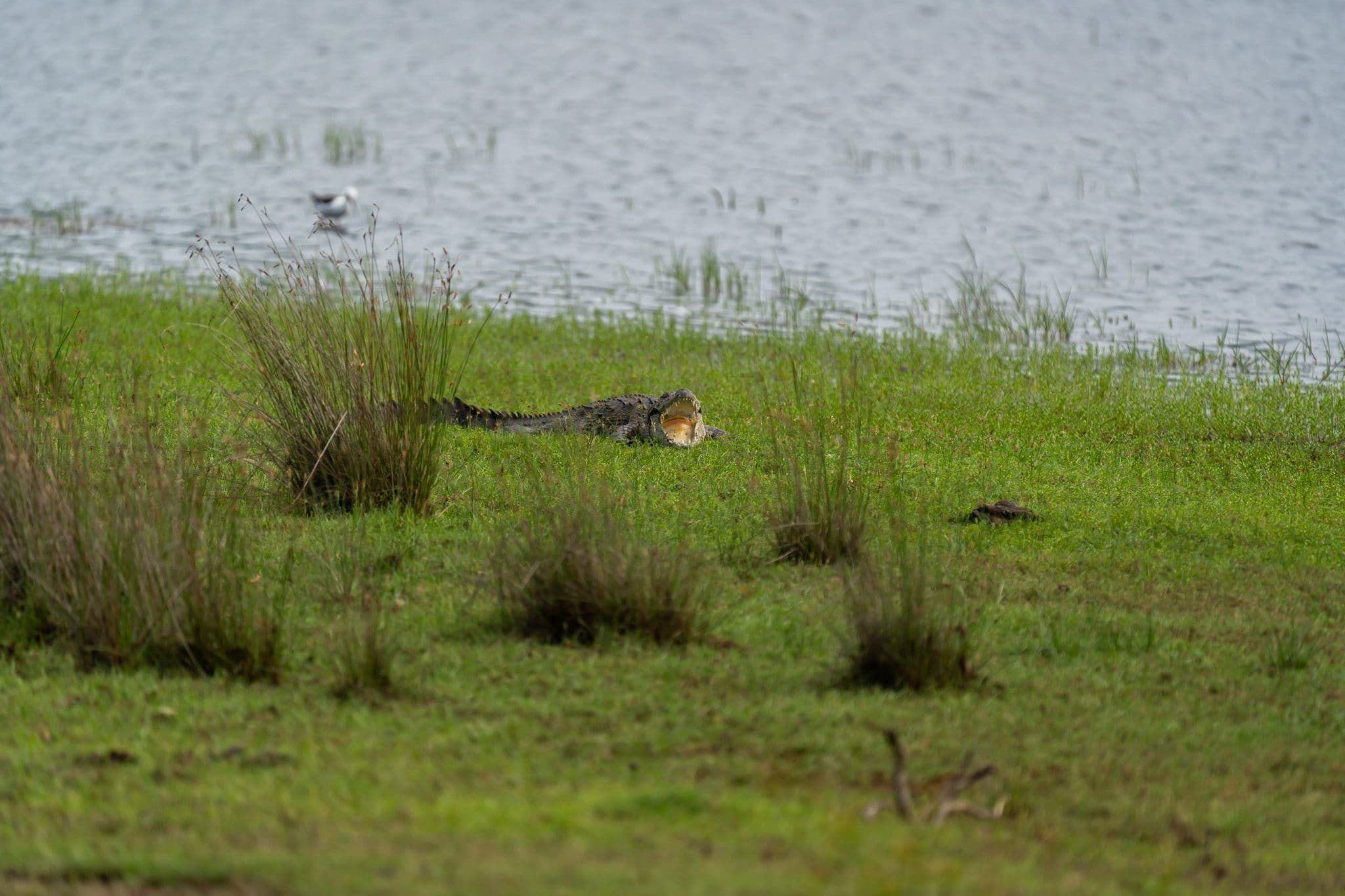 Jeep + Tickets full Day safaris (12 hours)