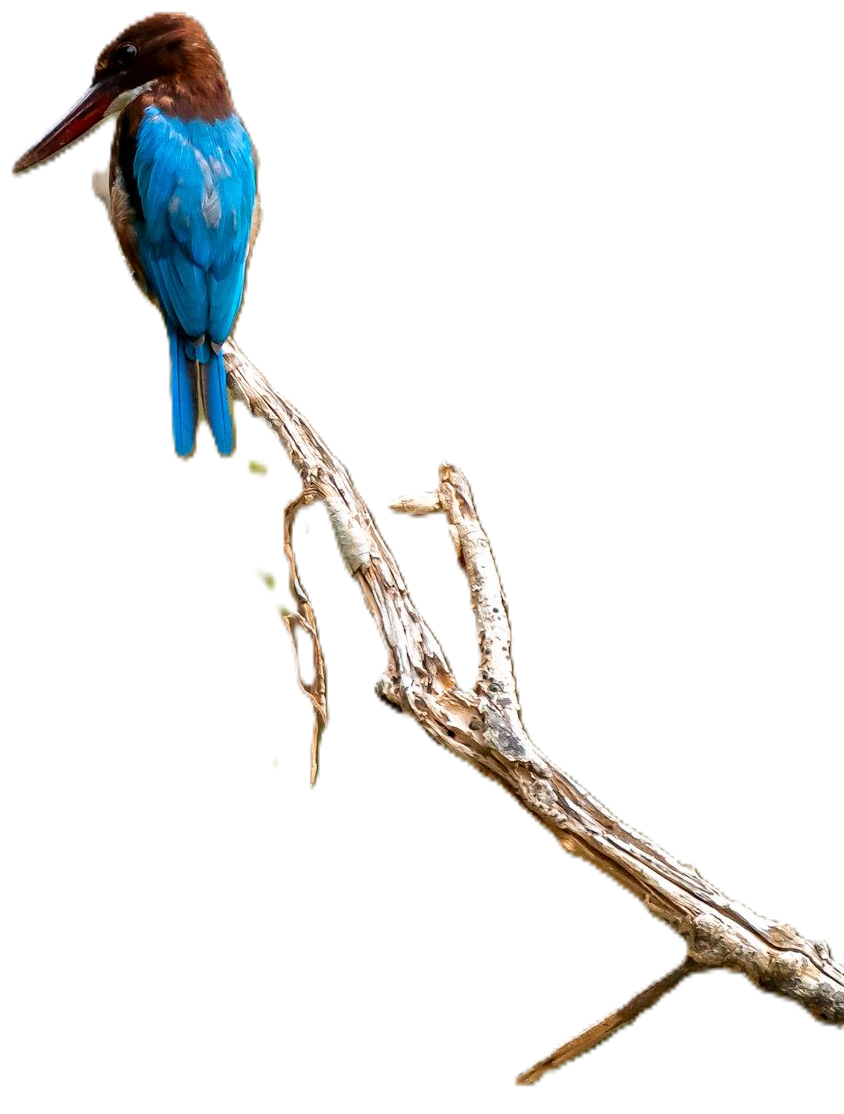 Kingfisher in Wilpattu National Park